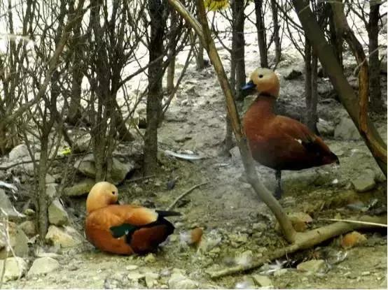秦皇岛候鸟观赏地,秦皇岛初冬鸟类