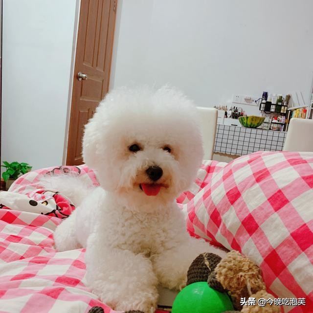 疫情狗不能出去遛狗怎么办,疫情不能遛狗怎么办