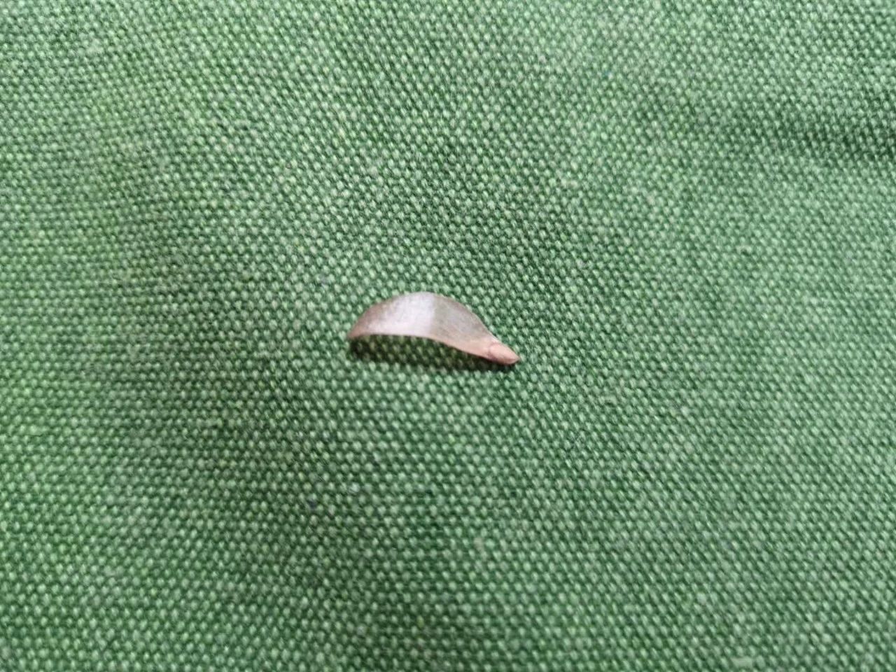 重庆的行道树有哪些,重庆高山老树