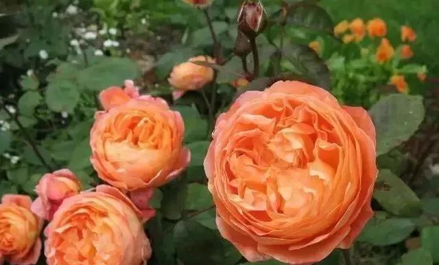 玫瑰有几种品种图片及名称,玫瑰品种分类名称及图片介绍