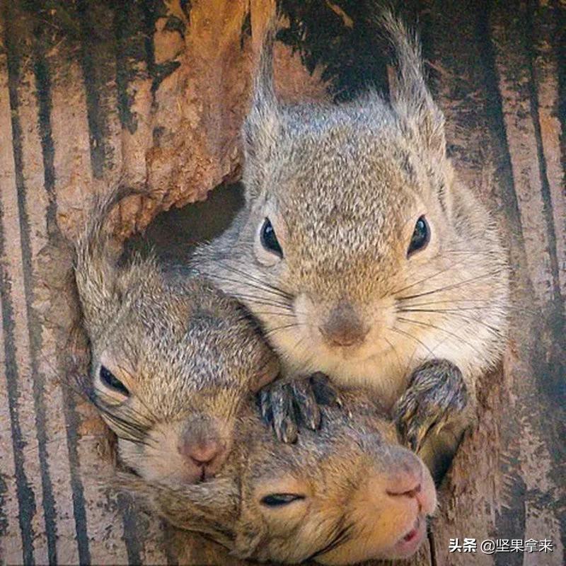 养一只松鼠做宠物是什么样的体验？