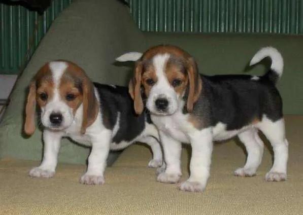 比格犬的性格,比格犬的优缺点及性格