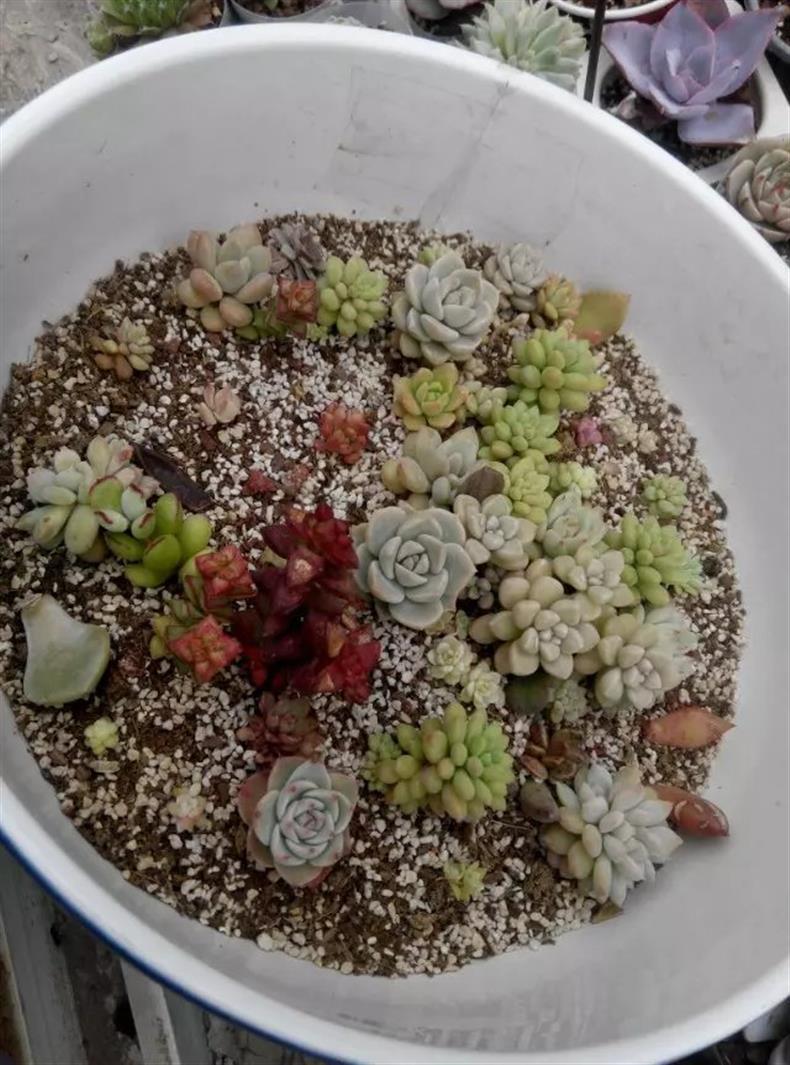 多肉叶插的正确正反方法,多肉蓝石莲叶插出苗后怎么管理