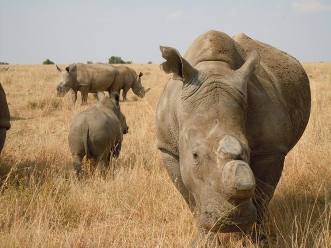 犀牛角为什么要被锯下来,为什么要把犀牛角割下来