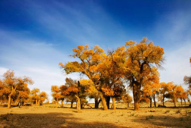 不负美景不负卿,不负美景不负卿经典语录