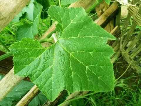 丝瓜黄瓜苦瓜哪种爬藤最茂盛,黄瓜南瓜丝瓜的花多半都不会结果