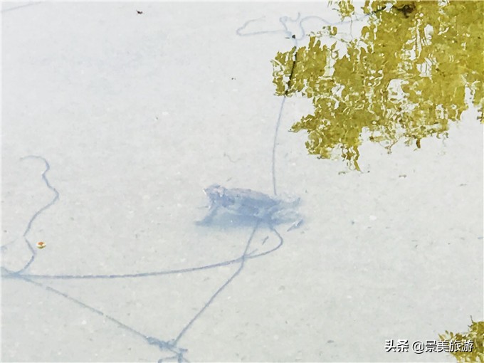 小蝌蚪是怎么出生的画册,小蝌蚪是从哪里来的