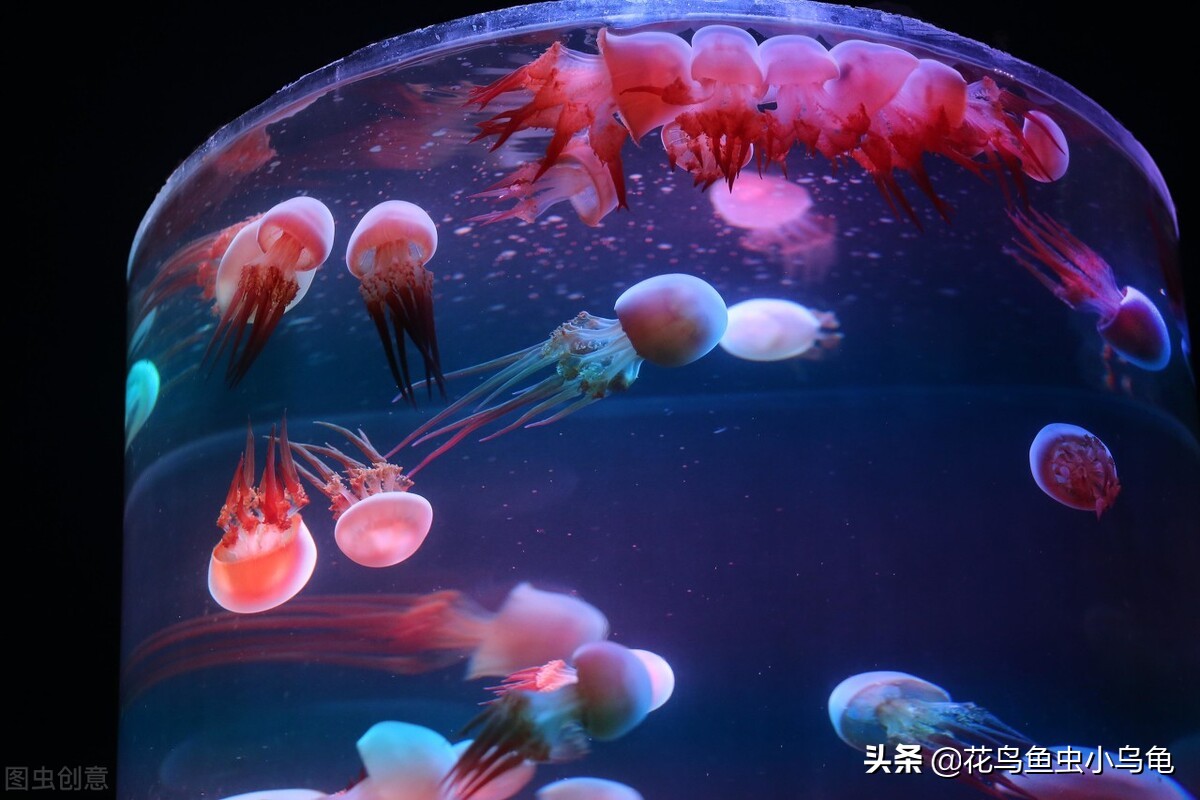 室内适合养什么动物不花力气,萌巢室内动物园有什么动物