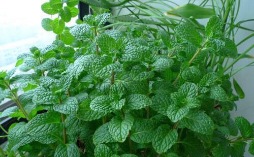 卫生间除异味适合养什么植物,卫生间有味养啥植物