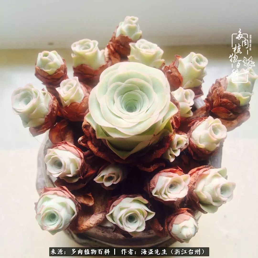 多肉玫瑰怎么才能出状态,多肉山地玫瑰唤醒方法