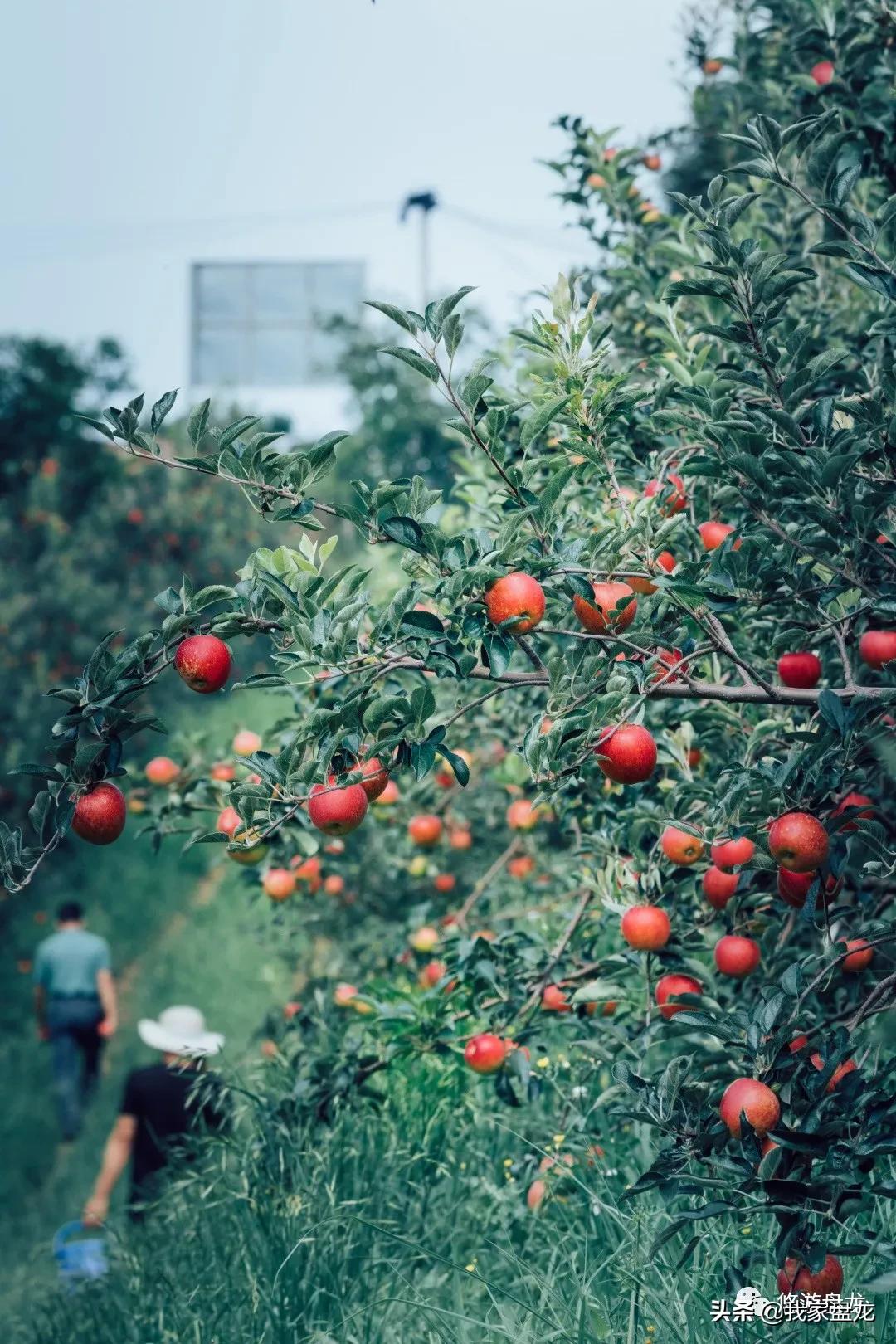 100张照片一百种幸福,100张图片带你去云南