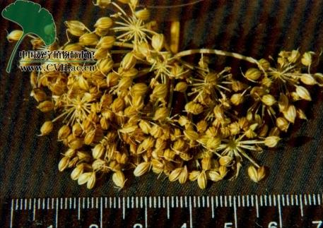 藁本神农本草经,神农本草经葛根原文