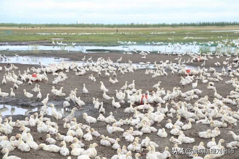鸭瘟的鸭怎么治,鸭瘟的症状与治疗方法