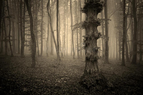 黑暗不圣母小说推荐杀伐果断,三本极度黑暗的黑暗流小说推荐