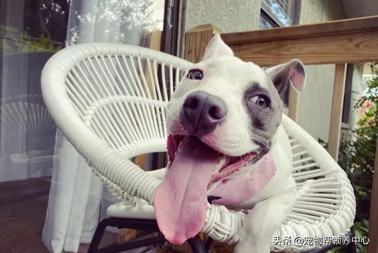 比特犬终于健康了视频,比特犬得了细菌性皮肤病