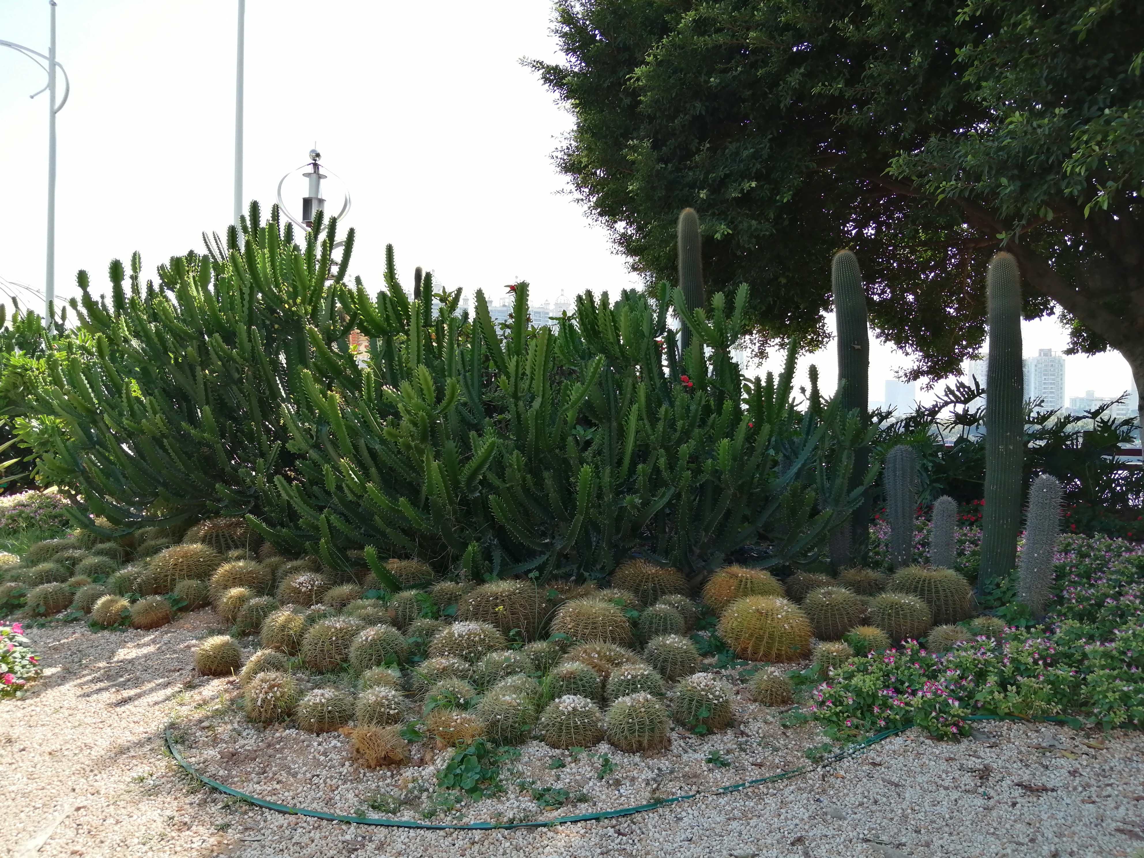 广州海心沙亚运公园广州塔格桑花,游广州海心沙公园