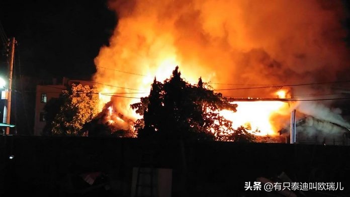 失聪大狗趴墙上遭丢石饲主道出「鼻酸故事」曾救全家