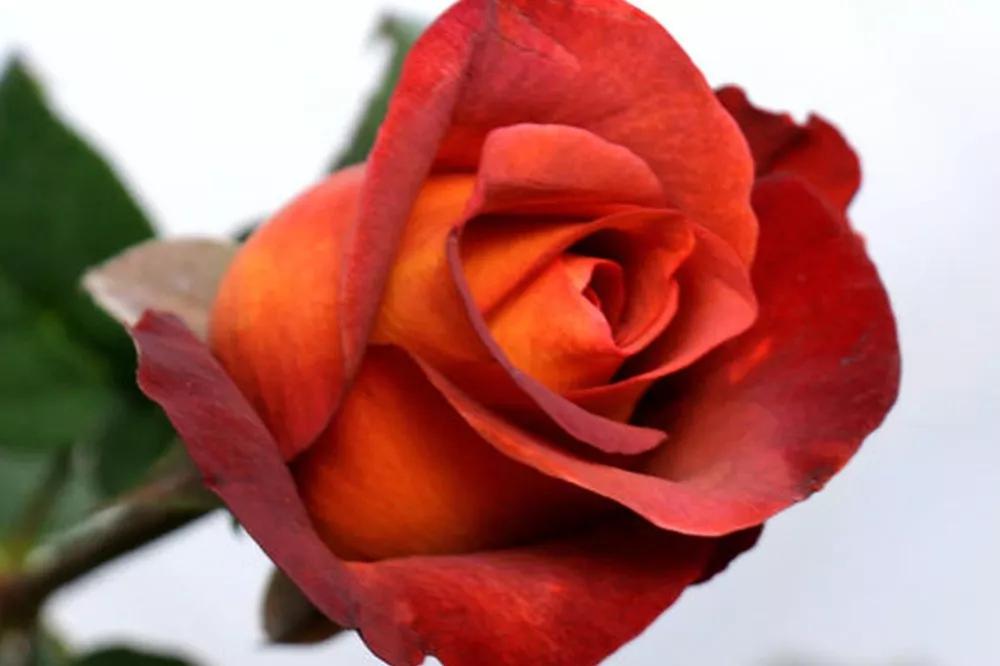 花店常用玫瑰花品种大全,一篇文章带你认识三亚40种花