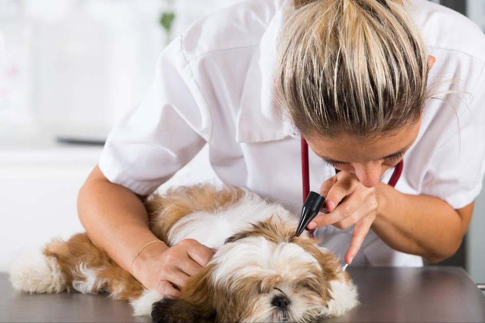狗狗食欲不好吃什么能促进食欲,狗狗食欲差没胃口怎么调理