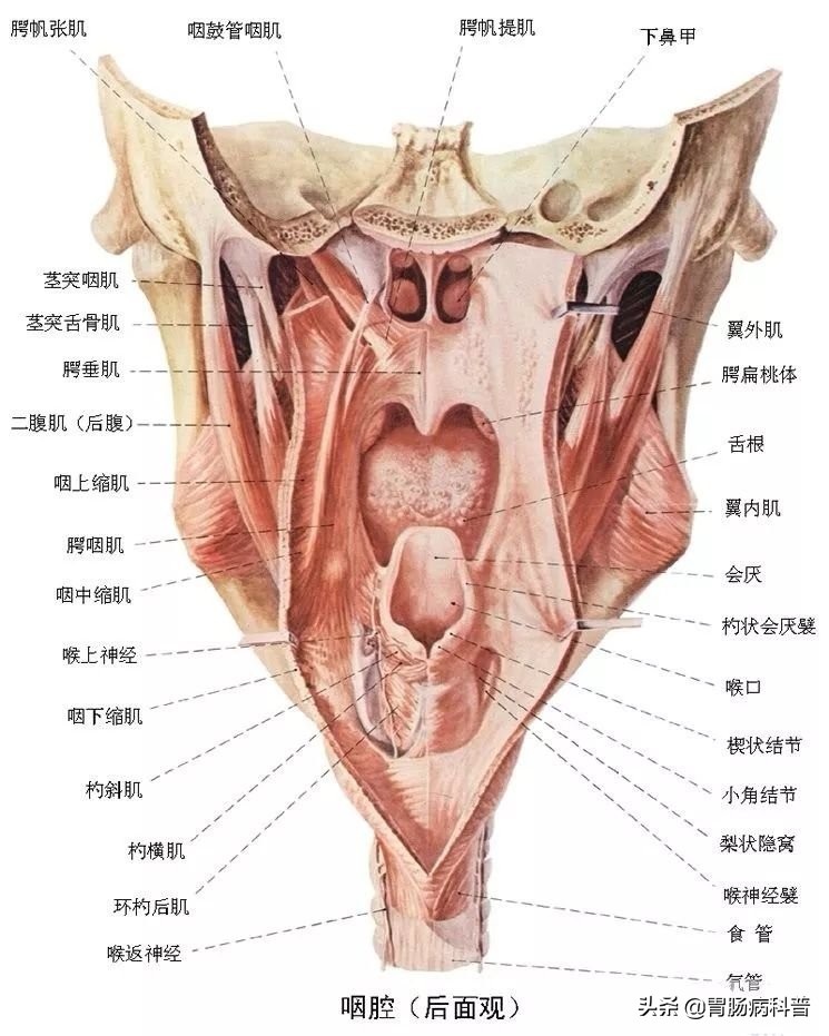 消化系统解剖图视频,消化系统解剖图手绘简单