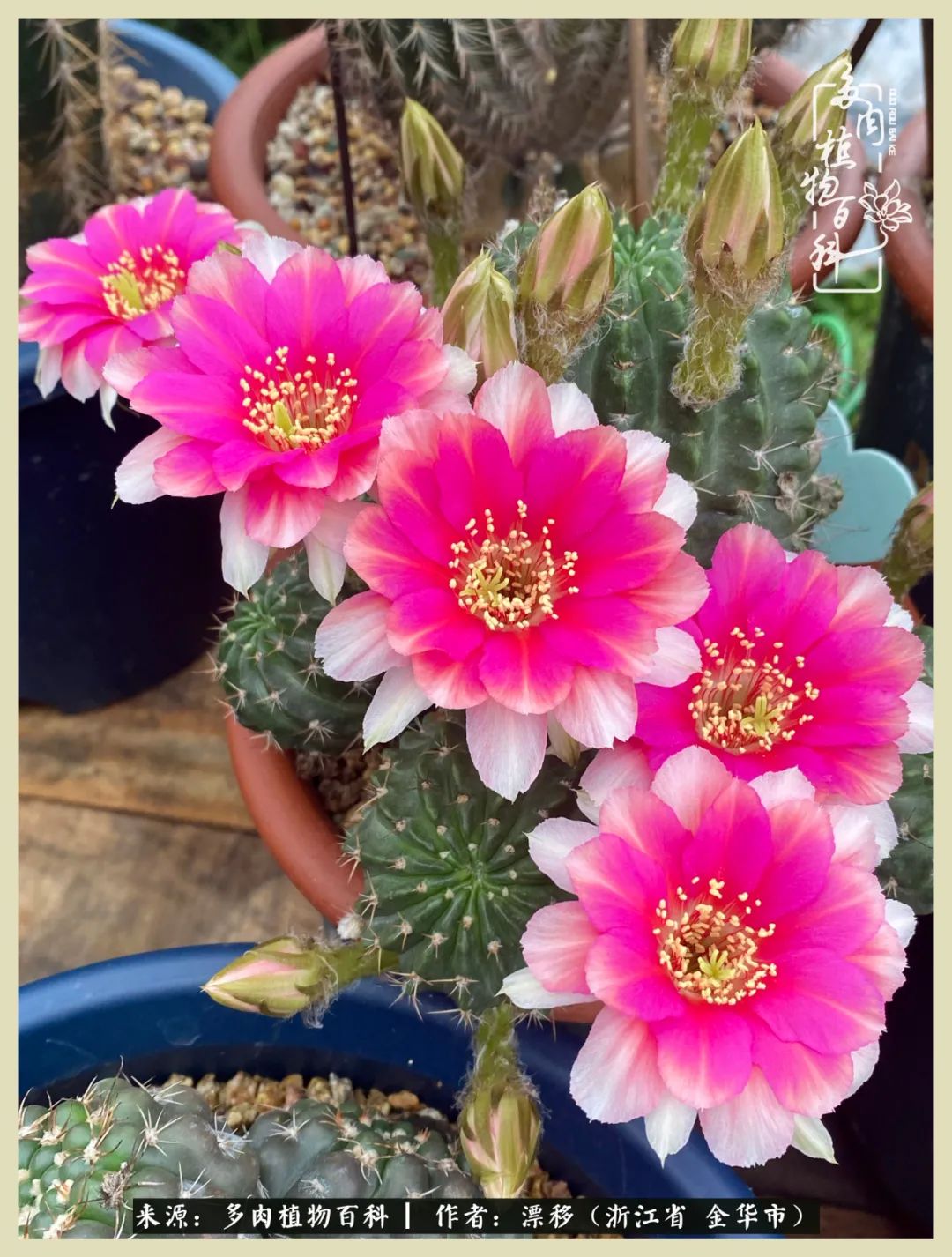 仙人球开花并散发着香味,仙人球花盛开吐露芬芳