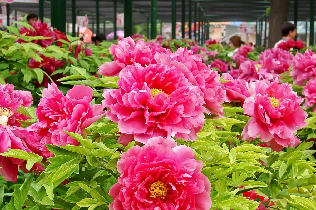 烂根不发芽的牡丹花还有用吗,牡丹花烂根泡完怎么栽种