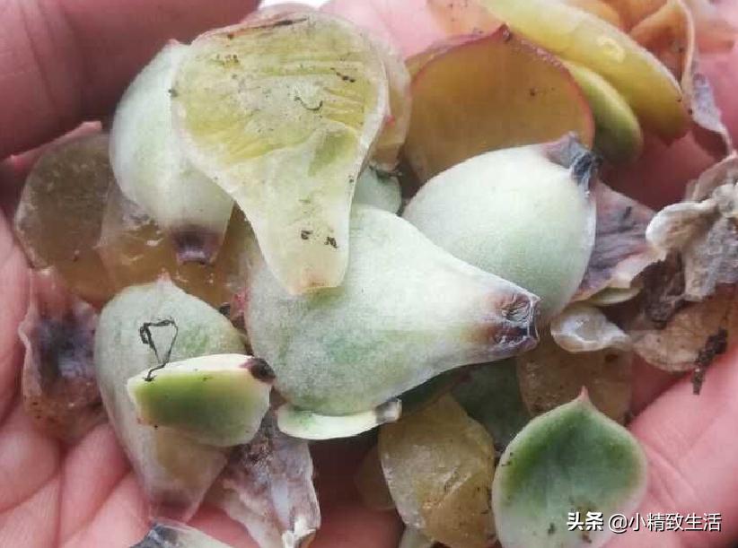 刚上盆的多肉晒太阳化水怎么处理,多肉化水原因及解决方法