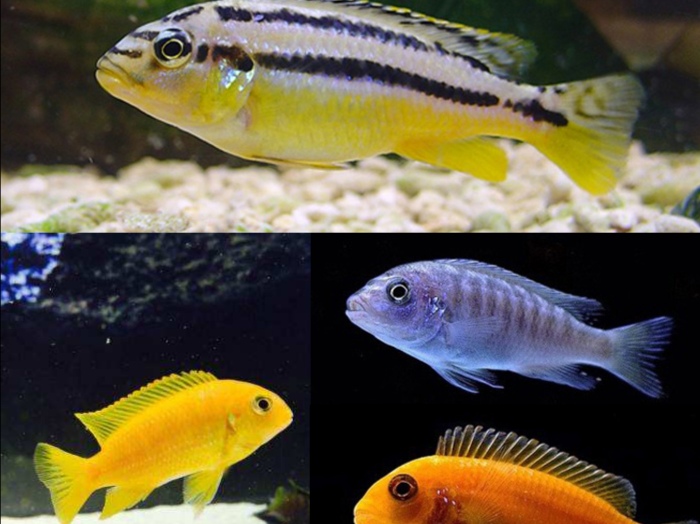 哪些三湖慈鲷鱼容易上手,三湖慈鲷可以再加些三湖慈鲷么