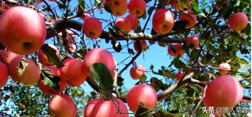 辽宁大连有什么土特产品,大连特产农产品标志