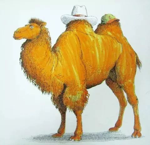 绘本推荐|《动物绝对不应该穿衣服》超级搞笑又有创意的绘本