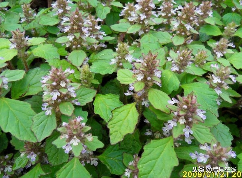 农村比较常见的中草药,农村不可碰的十种草药