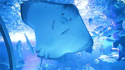 100个梦幻乐园,超2000平的梦幻王国游乐场