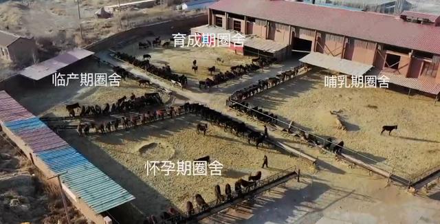 养驴发家致富能人,矿山老板致富项目