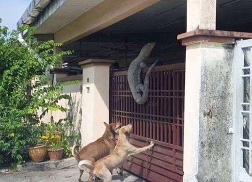 狗子半夜突然朝门外叫,半夜狗叫扰民不知道谁家狗怎么办