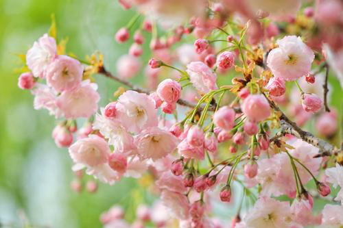 梦里花落知多少似曾相识燕归来,梦里花落知多少才下眉头却上心头