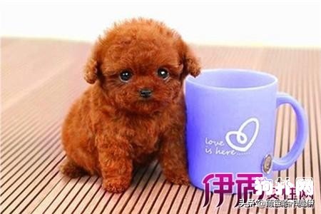 4个月茶杯泰迪犬标准肩高,茶杯泰迪怎么养