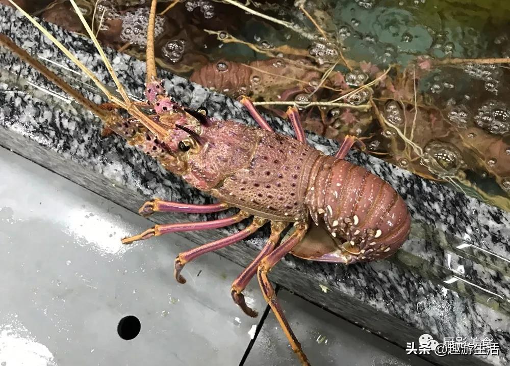 世界上的各种龙虾,世界上最大龙虾