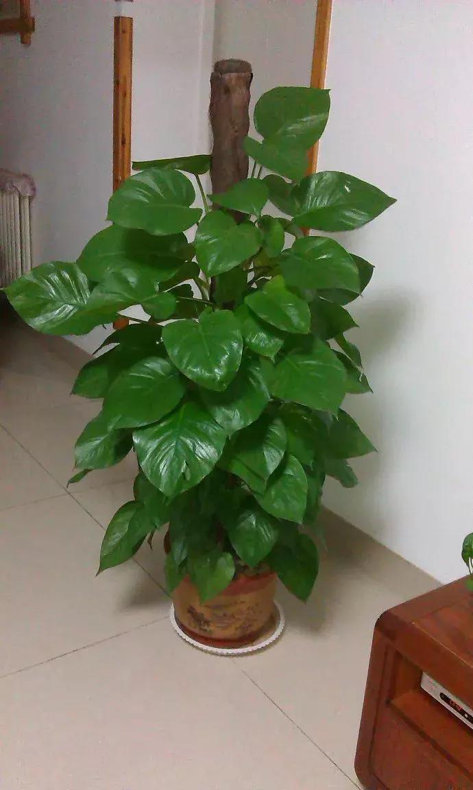 适合家里养的喜阴花,家里适合养的喜阴花