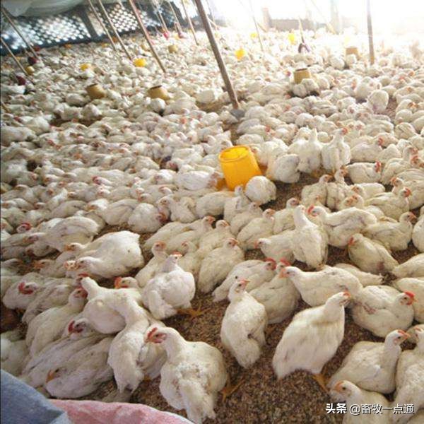 肉鸡消毒的正确方法,肉鸡苗场消毒