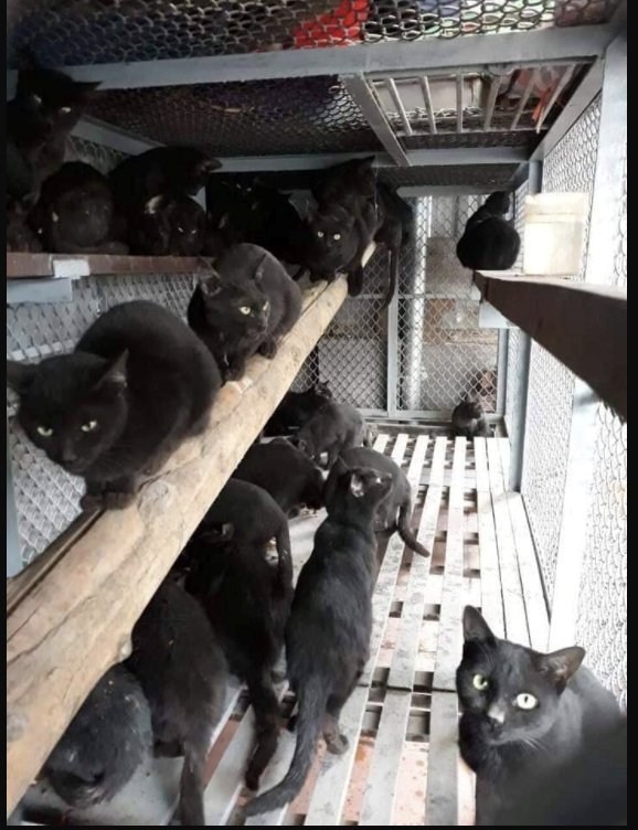 越南人将黑猫熬成糊，当作新冠肺炎解药，网上销售火爆小孩都在喝