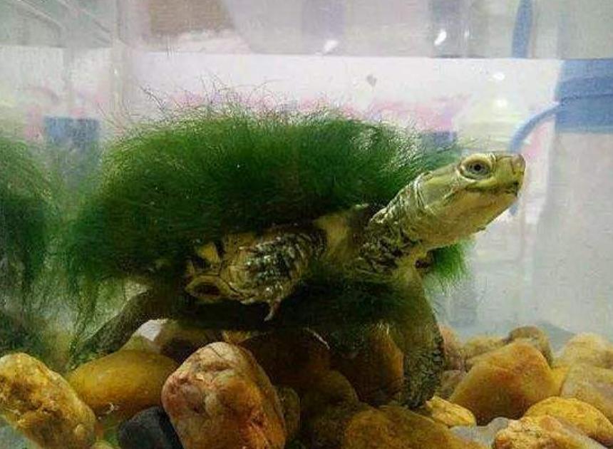 乌龟背上全部都是白白的,男子发现乌龟身上长绿毛