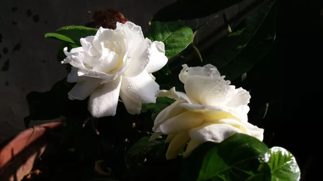 洁白无瑕的栀子花叶子却发了黄，一招防治，效果绝佳