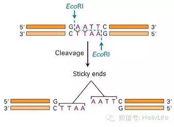 分子构建的正确流程是什么,分子构建最新技术