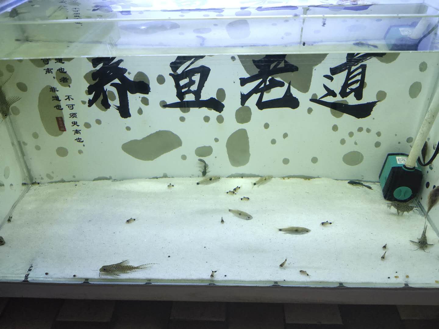 新入缸的观赏鱼怎么观察状态,观赏鱼入缸前需要注意什么