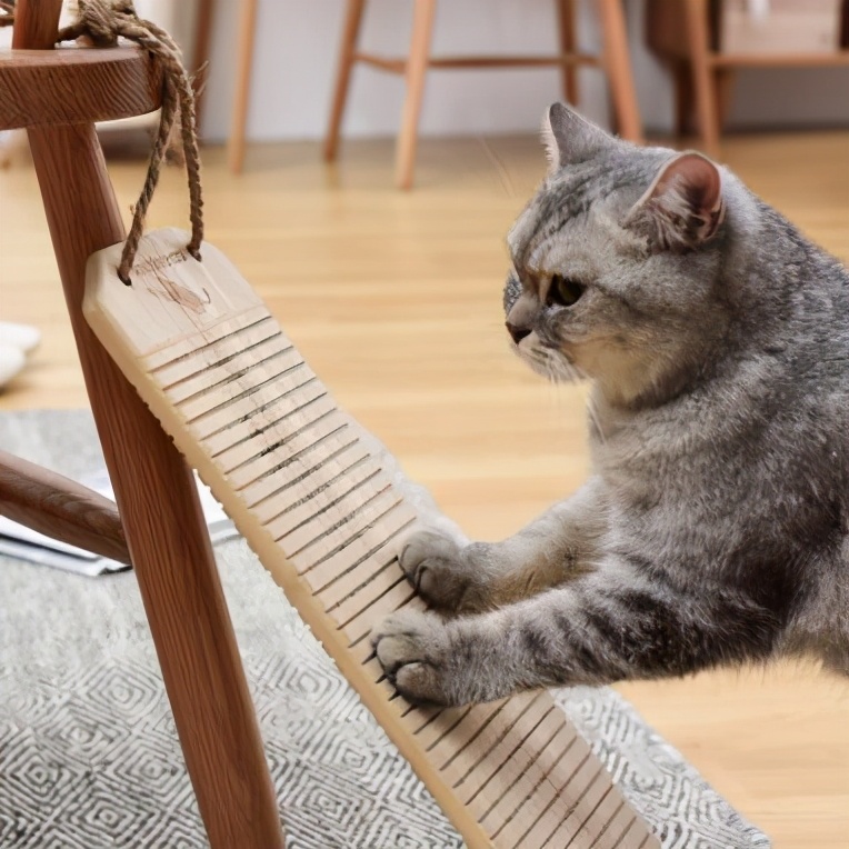 家养猫长寿的秘诀,养猫秘诀