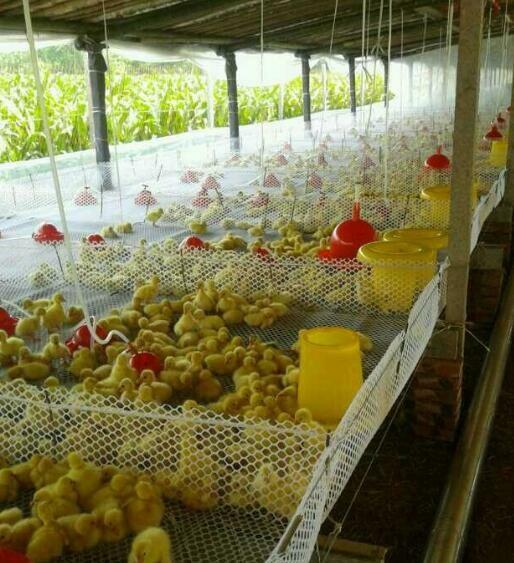 小鹅苗受凉了怎么处理,小鹅苗进家怎么办