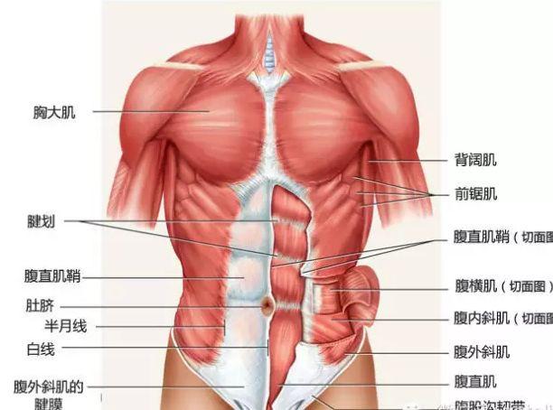 腹肌不对称可以用哪几个健体动作,一个动作让你的腹肌更明显