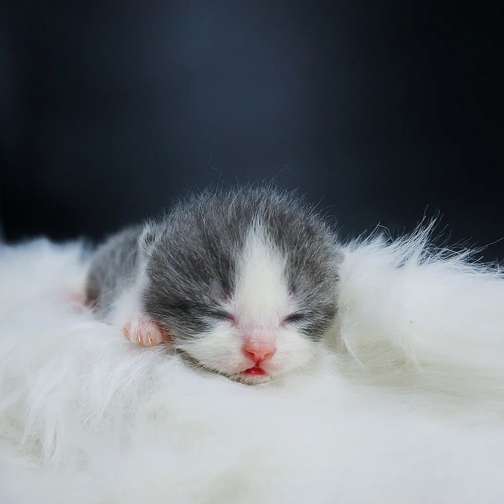 母猫下奶食谱,猫宫庄园