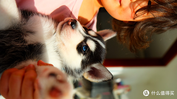 一次创世纪的生活体验—记哈士奇当妈妈