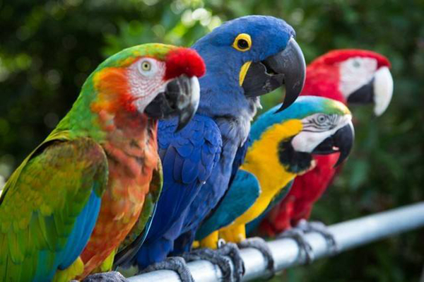 耐养便宜的小宠物有哪些,耐养便宜冷门小宠物